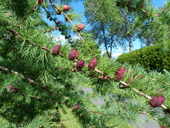 Cônes de lilas