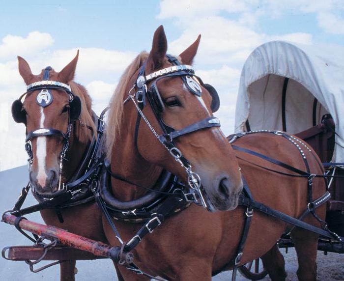 paire de chevaux harnachés