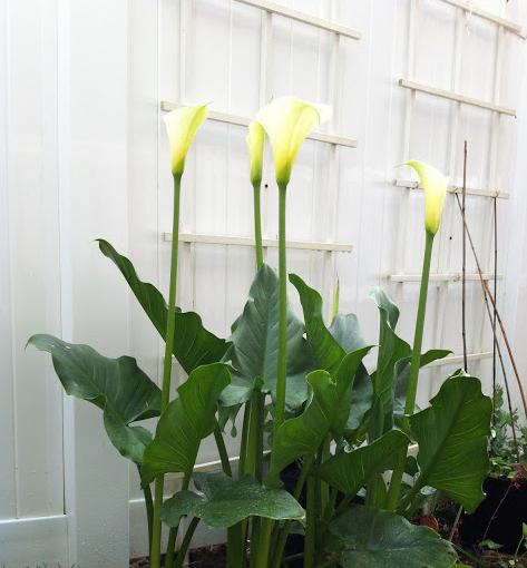 Calla blanc plante fleur soin soin