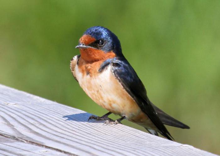 tueur d'oiseaux de la famille des hirondelles