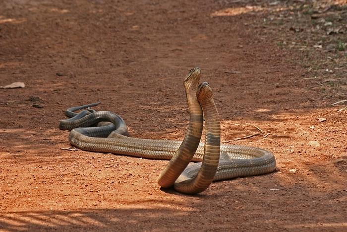 Royal Cobra dans la nature