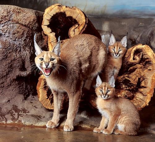 Les chats du caracal sont des prédateurs habiles!