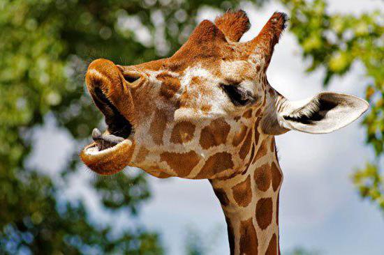 Belle girafe: cet animal a la tension artérielle la plus élevée