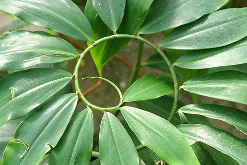 La beauté des plantes: a-t-elle seulement une valeur esthétique?