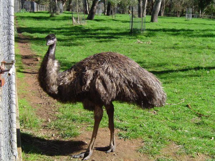 Qui vit en Australie: des animaux incroyables et la population du continent