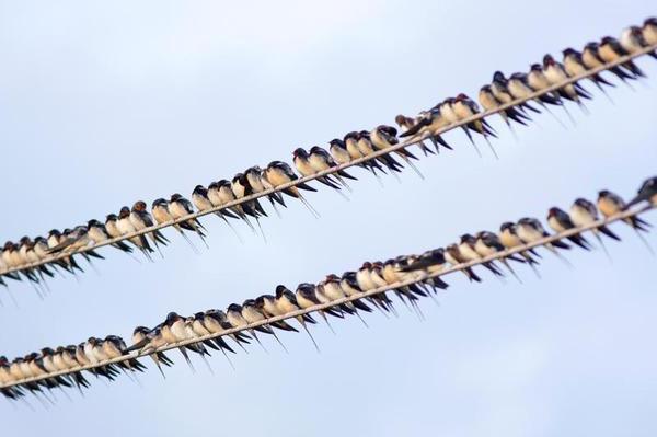 Hirondelles: oiseaux - messagers du printemps