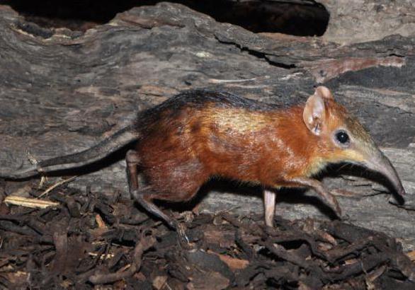 animaux de la forêt inclus dans le Livre rouge de la Russie