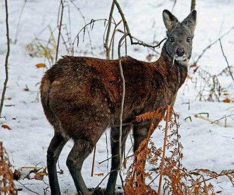 animaux inclus dans la description du Red Data Book of Russia