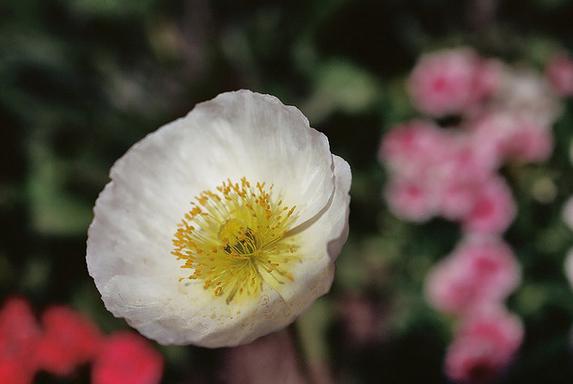 Buttercups asiatiques - patrons de guerriers et gardiens de la richesse