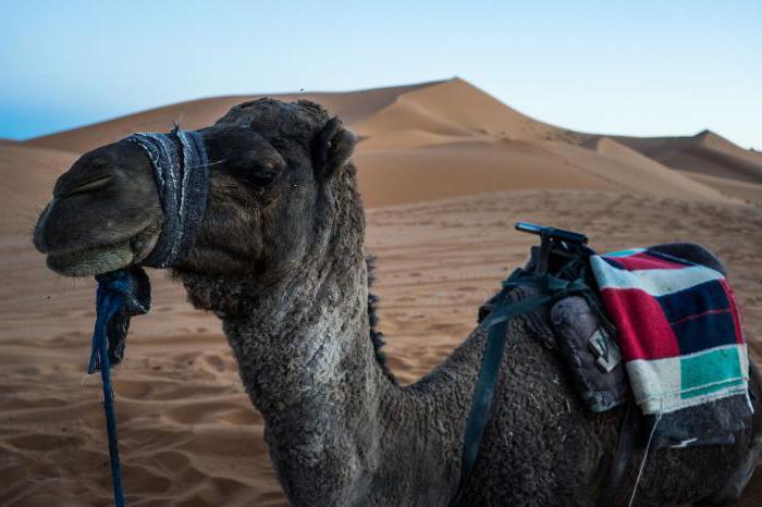 camel camper