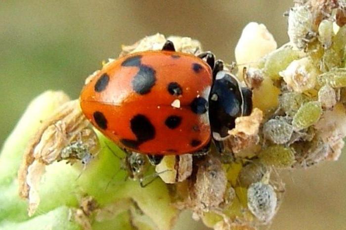 insectes prédateurs