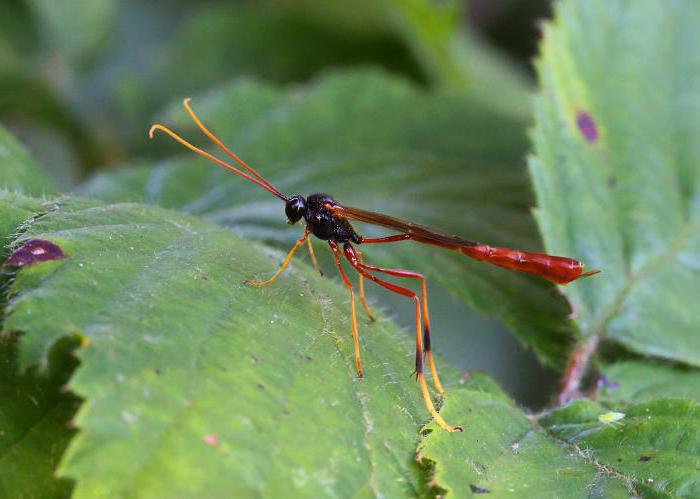 quels insectes par type de prédateurs alimentaires 