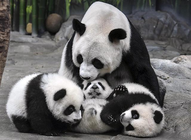 Est-ce qu'un panda est un ours ou un raton laveur? Description du panda