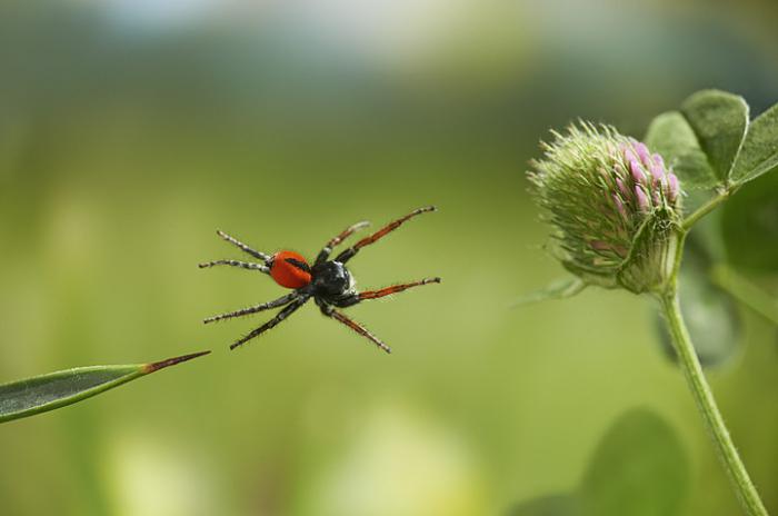 araignées