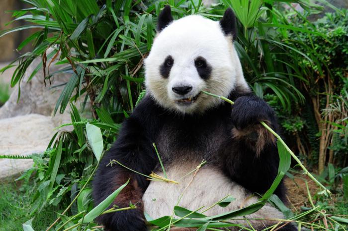 Que mangent les pandas 