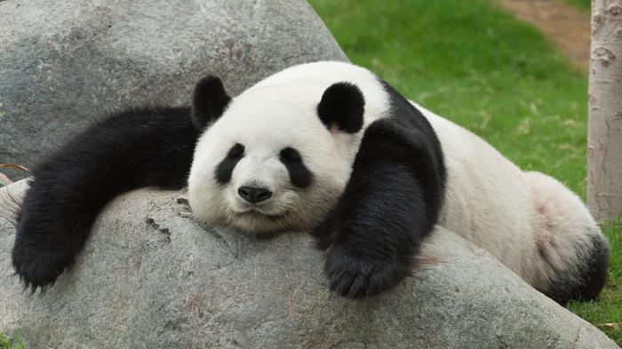 qu'il aime manger panda 