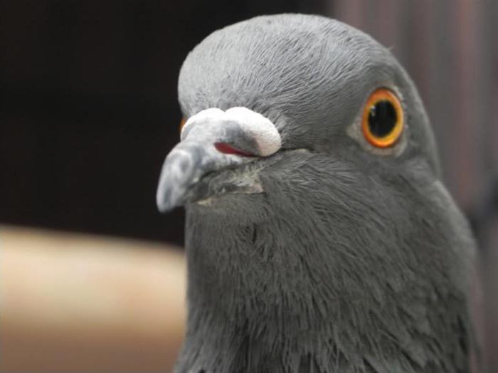 Pourquoi les pigeons hochent-ils la tête quand ils marchent? L'indice en biologie