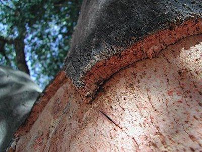 photo d'arbre de liège