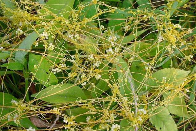 Cuscus-parasite dodder: mesures de lutte