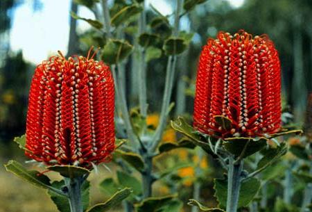 Plantes rares d'Australie