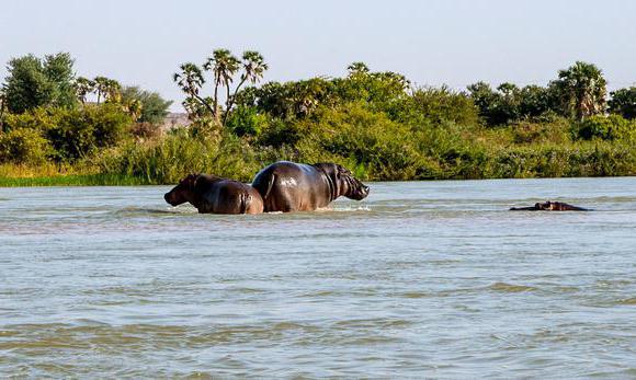 Régime du fleuve Niger: caractéristiques