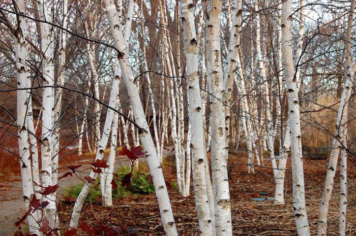 Grove est une zone forestière séparée