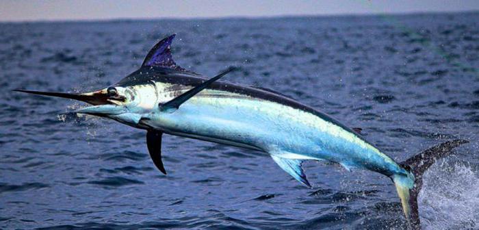 Le poisson le plus rapide. Quel poisson dans l'océan nage le plus vite?