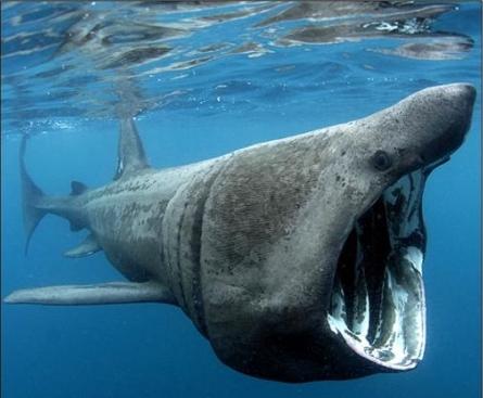 Le plus gros requin est-il un prédateur ou pas?