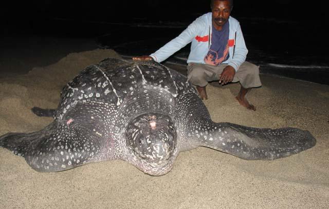 la plus grande tortue du monde