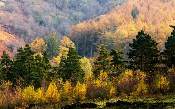 l'espèce d'arbre la plus commune en Russie