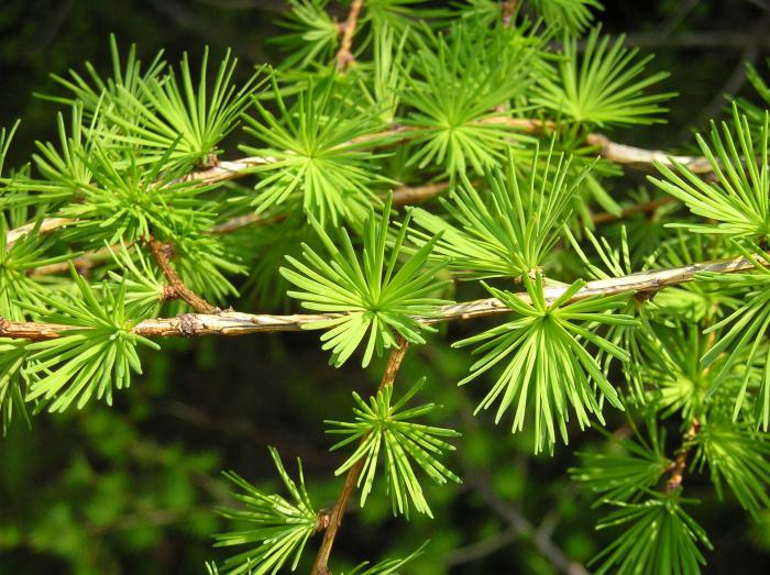 L'arbre le plus commun en Russie: les représentants populaires de la forêt russe