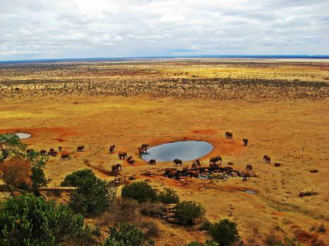 sol de savane 