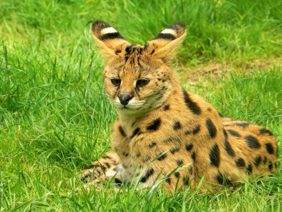 Serval chat