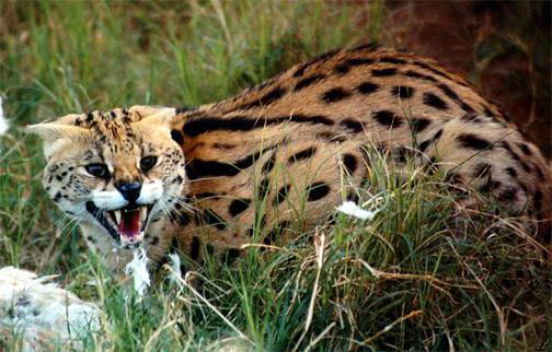 Serval chat africain