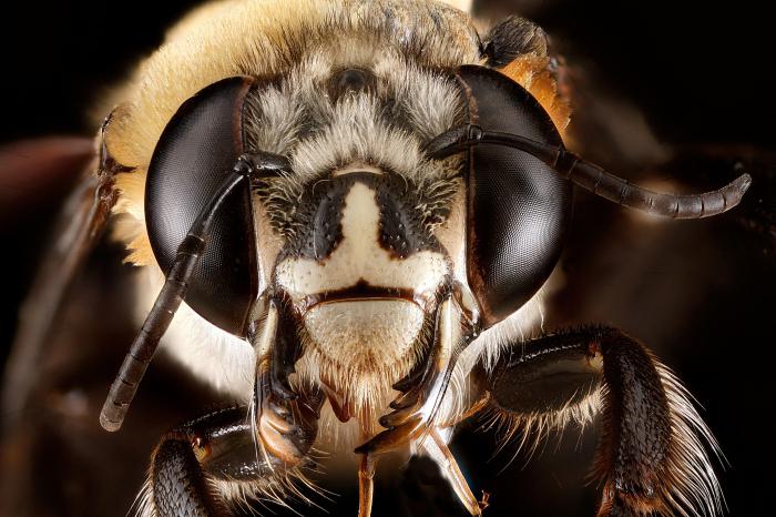 Combien d'yeux ont les abeilles? Facette et vision photographique