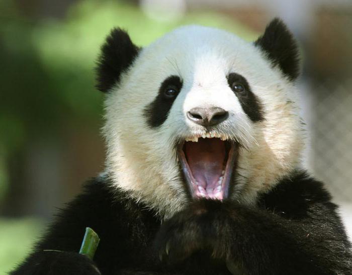 Combien de dents un grand et un petit panda ont-ils?