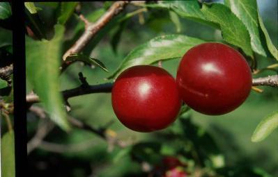 La prune est une baie ou un fruit? La prune est un arbre ou un arbuste?