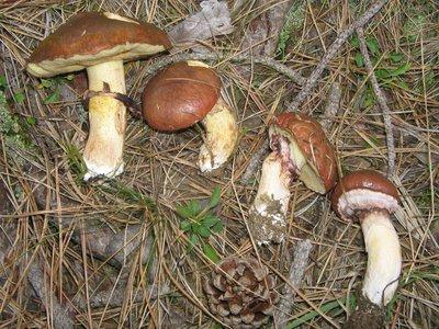 Chasse au calme: champignons comestibles automne