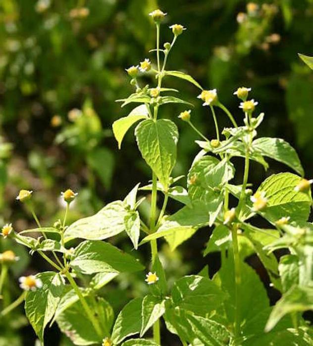 Herbe américaine - mauvaise herbe médicinale