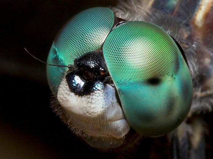 la structure de l'oeil d'une libellule