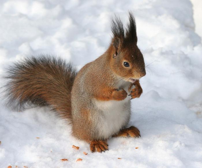 qu'est-ce que les écureuils mangent en hiver
