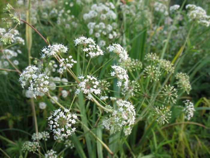 Lait toxique - une plante médicinale, mais toxique