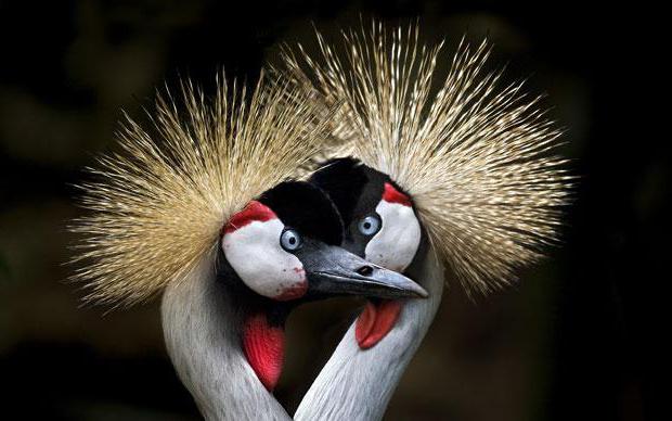 Grue couronnée À quoi ressemble cet oiseau et où vit cet oiseau?