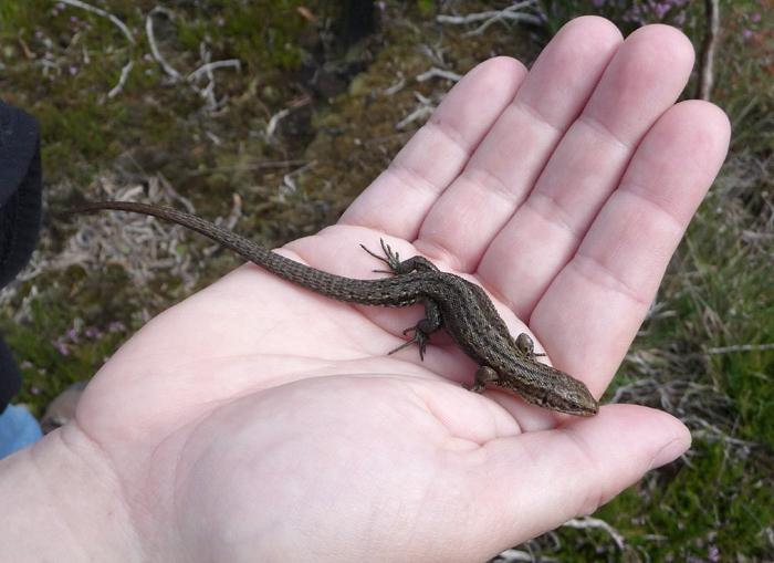 lézard ordinaire à la maison