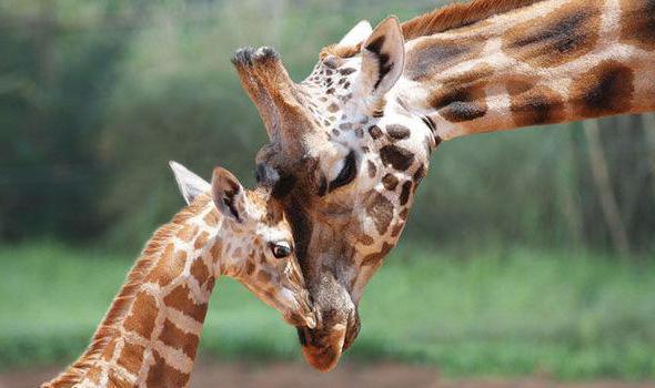 Le langage de la girafe et d'autres caractéristiques du plus grand mammifère du monde