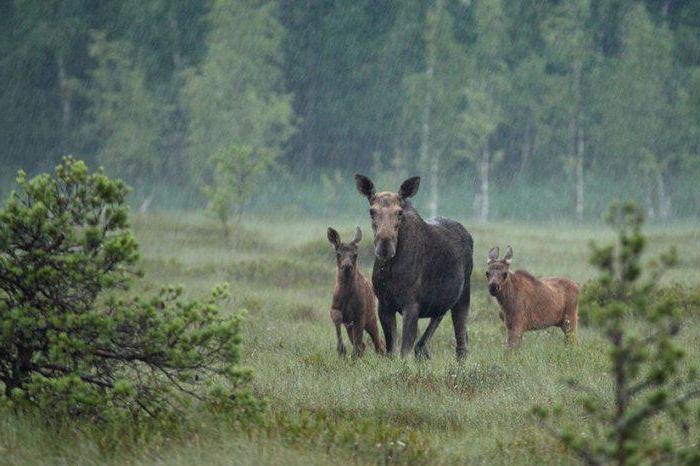 Zapovednik Polistovsky: photos, habitants