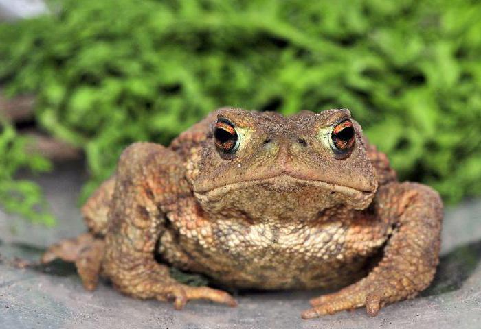 crapaud au sol dans le jardin