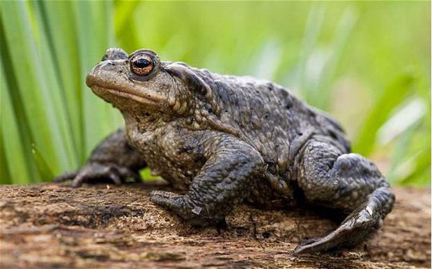 comment les crapauds terreux se reproduisent