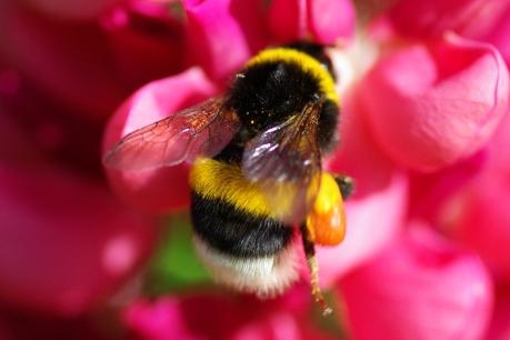 La nature vivante et inanimée en tant que facteur de la vie humaine