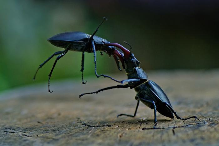 Coléoptère du cerf de coléoptère. Deux types